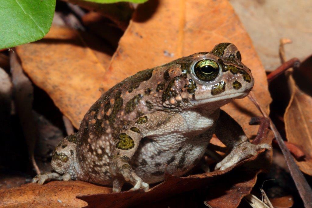 Parco Regionale di S.Rossore: il Parco degli smeraldini!
